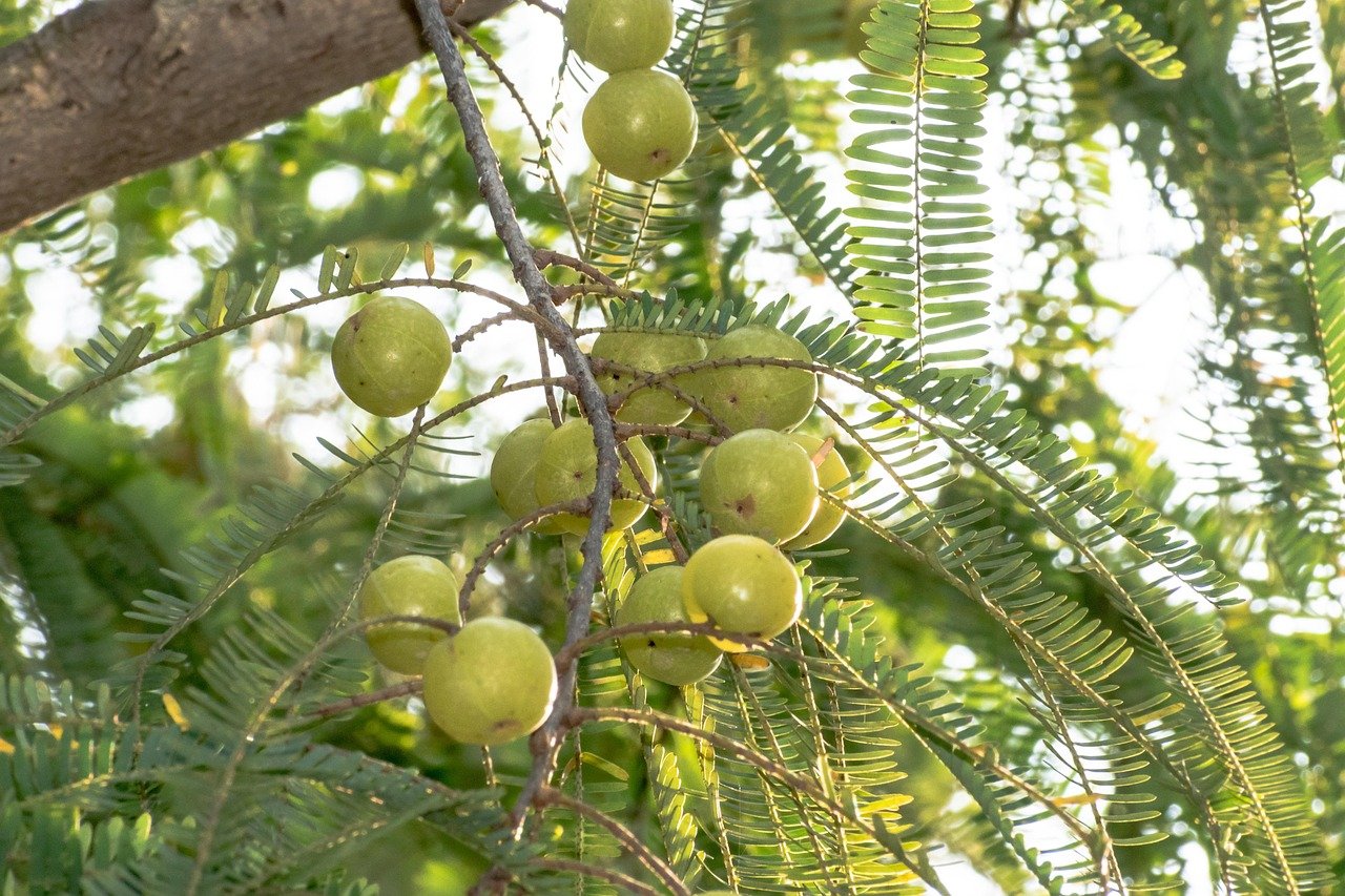 Stronger with Amla
